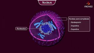 The Nucleus - Structure and Function Cell physiology Animation