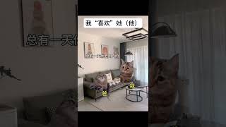 我不喜欢，但她（他）可以    #喵不可言 #猫meme #cat #猫meme小剧场 #shorts #喜欢