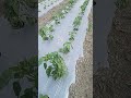 capsicum 🫑 farming with mulching sheet and drip system