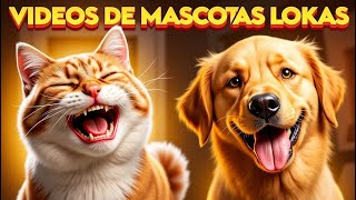 ¡Las reacciones de gatos y perros más DIVERTIDAS DE LA HISTORIA!