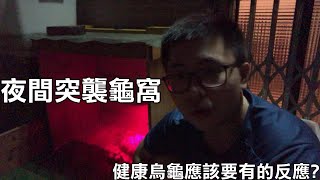 突襲!!烏龜睡覺可愛姿勢，健康烏龜該有的反應???【九桃養爬蟲】