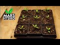 growing peppers with the mars hydro ts 1000