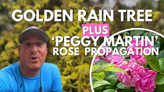 Golden Rain Tree + Peggy Martin Rose Pruning & Propagation