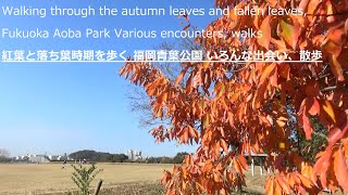 紅葉と落ち葉時期を歩く、福岡青葉公園いろんな出会い、散歩Walking through the autumn leaves and fallen leaves, Fukuoka Aoba Park