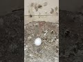 pigeon eggs pigeonlover viralvideo viralyoutubeshorts