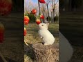 beautiful rabbit eating strawberries #strawberry #rabbits