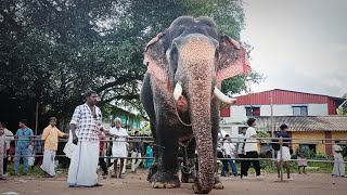 കുറുവട്ടൂർ ഗണേഷ് || Kuruvattoor Ganesh Elephant