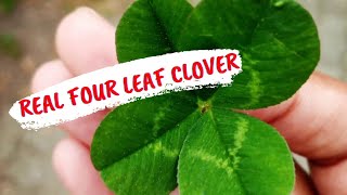 How to find lucky 4 leaf-clover//Meaning of lucky four leaf clover/Secrets of 4 leaf clover 🍀