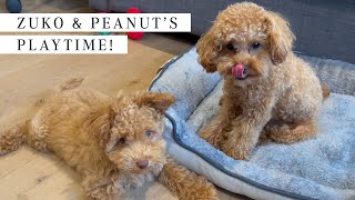 2 TOY POODLES | Zuko & Peanut's Playtime #1 | Cute toy poodle puppy