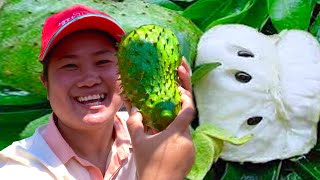 ការបេះផ្លែឈើ_សប្បាយៗបេះផ្លែទៀបបារាំងនៅមណ្តុលគិរី