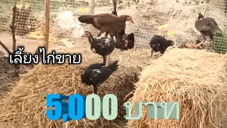 5,000 บาท # เลี้ยงไก่บ้านขาย ซื้ออะไรได้บ้าง amazing thailand