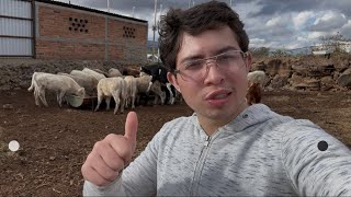 “Pague 100mil pesos por estos becerros”🤠💸💸💸🐄