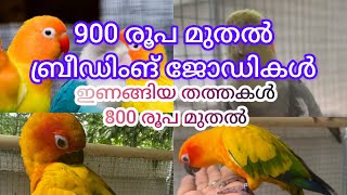 | 900 രൂപ മുതൽ ബ്രീഡിംങ് ജോഡികൾ | 800 രൂപ മുതൽ ഇണങ്ങിയ തത്തകൾ |