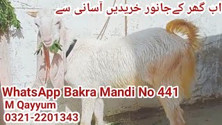 WhatsApp Bakra Mandi l Ghar Ke janwar for sale l how to buy and sale bakra mandi