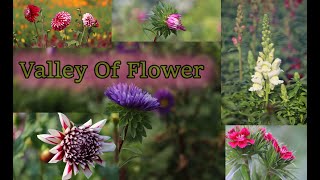 Khirai Flower Garden | Hidden Valley of Flower | Winter Session Special || 4k resolution