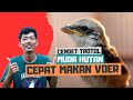 Agar Cendet Trotol Maupun Muda Hutan Mau Makan Voer