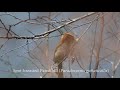 spot breasted parrotbill paradoxornis guttaticollis