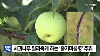 사과나무 말라 죽게 하는 '줄기마름병' 주위/ 안동MBC