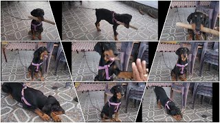 Leo dog training ನಾಯಿಗೆ ಕಲಿಸುವುದು ಹೇಗೆ ಈ ವಿಡಿಯೋ.#dogs #charliedog#kannada