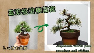 五葉松整枝剪定（Japanese white pine pruning)