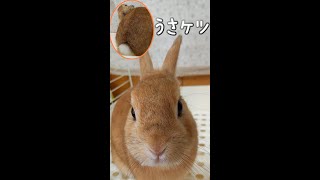 今日の主役はうさケツ　The protagonist is the rabbit butt【うさぎカフェ ぽっぷ Pop】 #Shorts