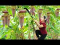 Harvesting Banana Flowers Go to market sell - Banana Blossom Salad - Vietnamese Recipe