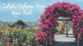 Sakaki Chikuma River Roses Park In Nagano  | さかき千曲川 バラ公園