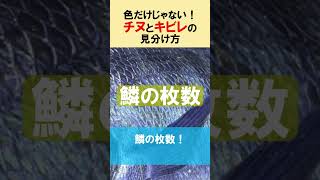 知ってたら釣り博士！チヌとキビレの「ヒレの色以外」の見分け方