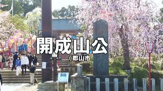 【ふくしま桜紀行】開成山公園　紹介動画