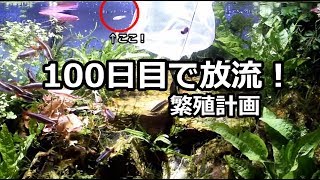 繁殖計画100日目！　大きくなった稚魚を放流