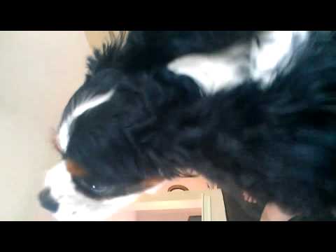 Dog licking the air Dog licking the air