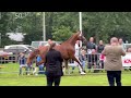 kwpn dag van het gelders paard 3 jarige stermerries 22 juli 2023 ermelo