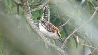 Rufous-naped Wren (Campylorhynchus capistratus)