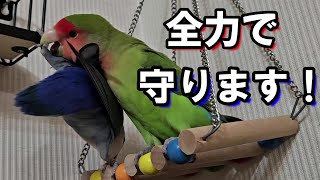 【大変な事が起こった後変態になったインコ♂と飼い主😅】#コザクラインコ#インコ#lovebirds