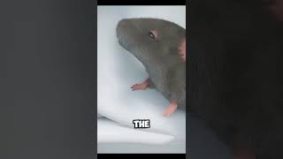 Could a Rat Be in Your Toilet? The Shocking Truth #factscience #science