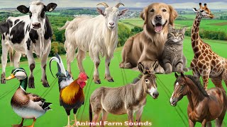 Lovely Animal Sounds: Chicken, Dog, Cat, Donkey, Cow, Goat, Horse, Giraffe - Animal Paradise