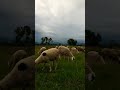 KAMBING DOMBA MAKAN LUCU LUCU