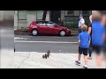 police officer helps escort a duck and her babies across the road daily mail