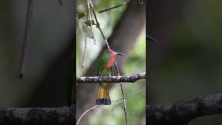 Red bearded bee eater | Red-bearded bee-eater call | Red bearded bee eater sound