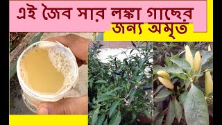 এই জৈব সার লঙ্কা গাছের জন্য অমৃত । টবে লঙ্কা প্রচুর হবে । টবে লঙ্কা চাষ পদ্ধতি | Gardening Art