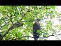 crested serpent eagle call