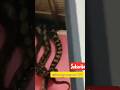 Crazy Snakes DROP From The Ceiling! | #shorts #share #ytshorts #trending #snake #wow #warning #viral