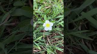 EP343 Very Beautiful Flower in Countryside, Cambodia #nature #relaxing #short #flowers #travel