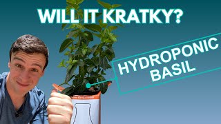 Will It Kratky? Growing Unlimited Hydroponic Basil in an Almond Milk Container!