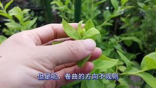 蓝莓卷叶问题全解析与应对策略#蓝莓种植 #记录我的种植生活