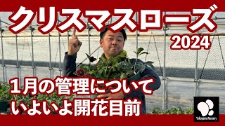 クリスマスローズ 1月の管理 クリスマスローズシーズン到来　◆横山園芸 公式◆　【2024】