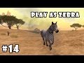 Ultimate Savanna Simulator (by Gluten Free Games) Android Gameplay Part 14 [HD]