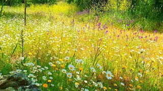 Relaxing Nature Ambience Meditation🌼GOOD MORNING SPRING NATURE THERAPY🌷Flowery MEADOW Healing Sounds