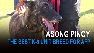 Asong Pinoy The Best K-9 Unit Breed for AFP