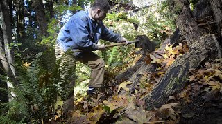 Transplanting Ferns in the Fall